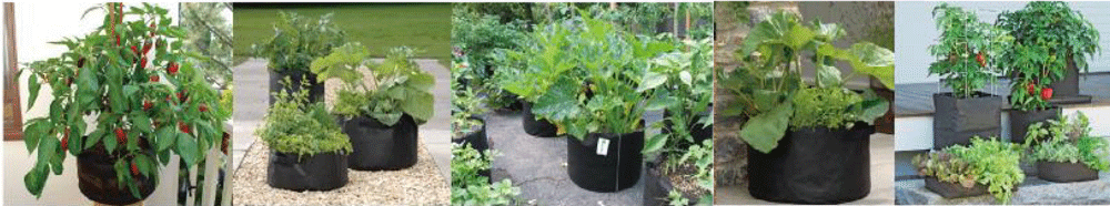 Felt bags planted