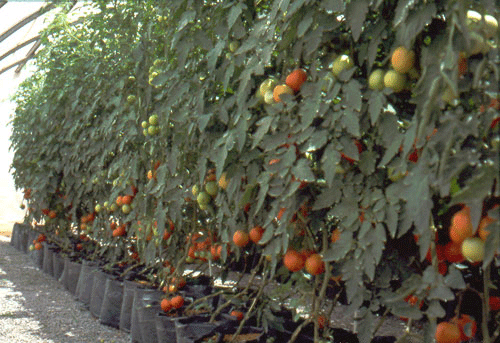 Hydroponic