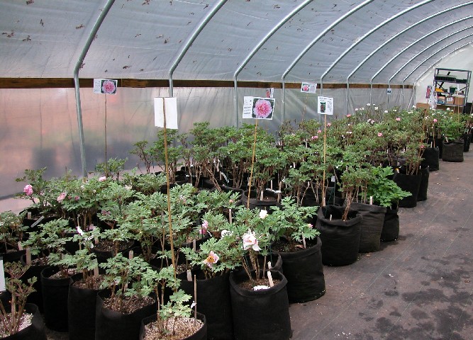 hoophouse3